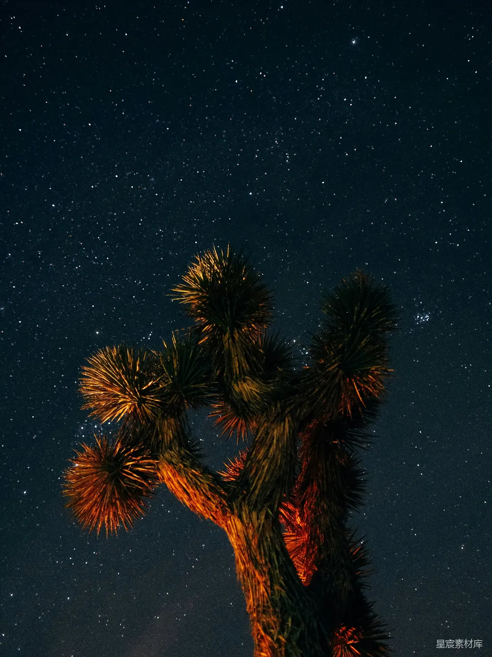 高清摄影 沙漠 夜晚 自然 星星 风景 夜空下的尤因塔树