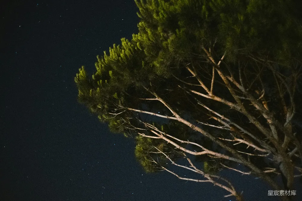 高清摄影 夜景 自然 树木 宁静 星空 夜空下的松树
