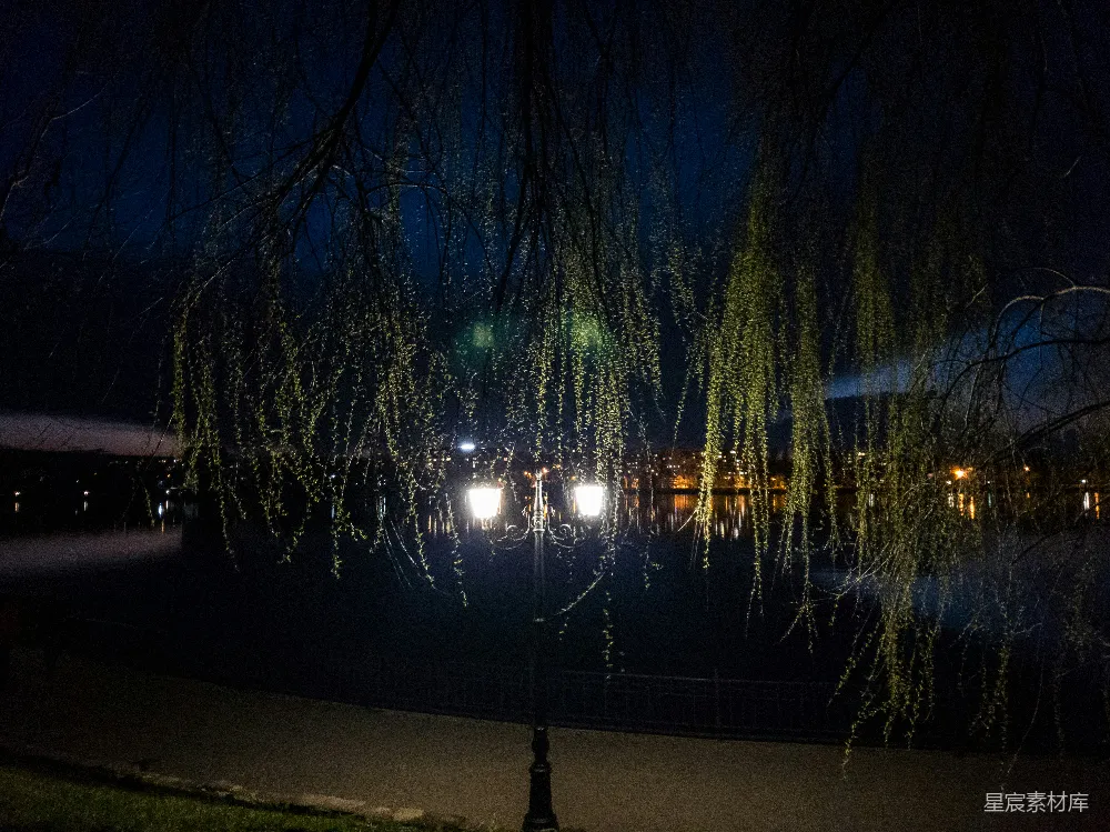 高清摄影 夜景 垂柳 路灯 宁静 自然 夜色中的垂柳与路灯