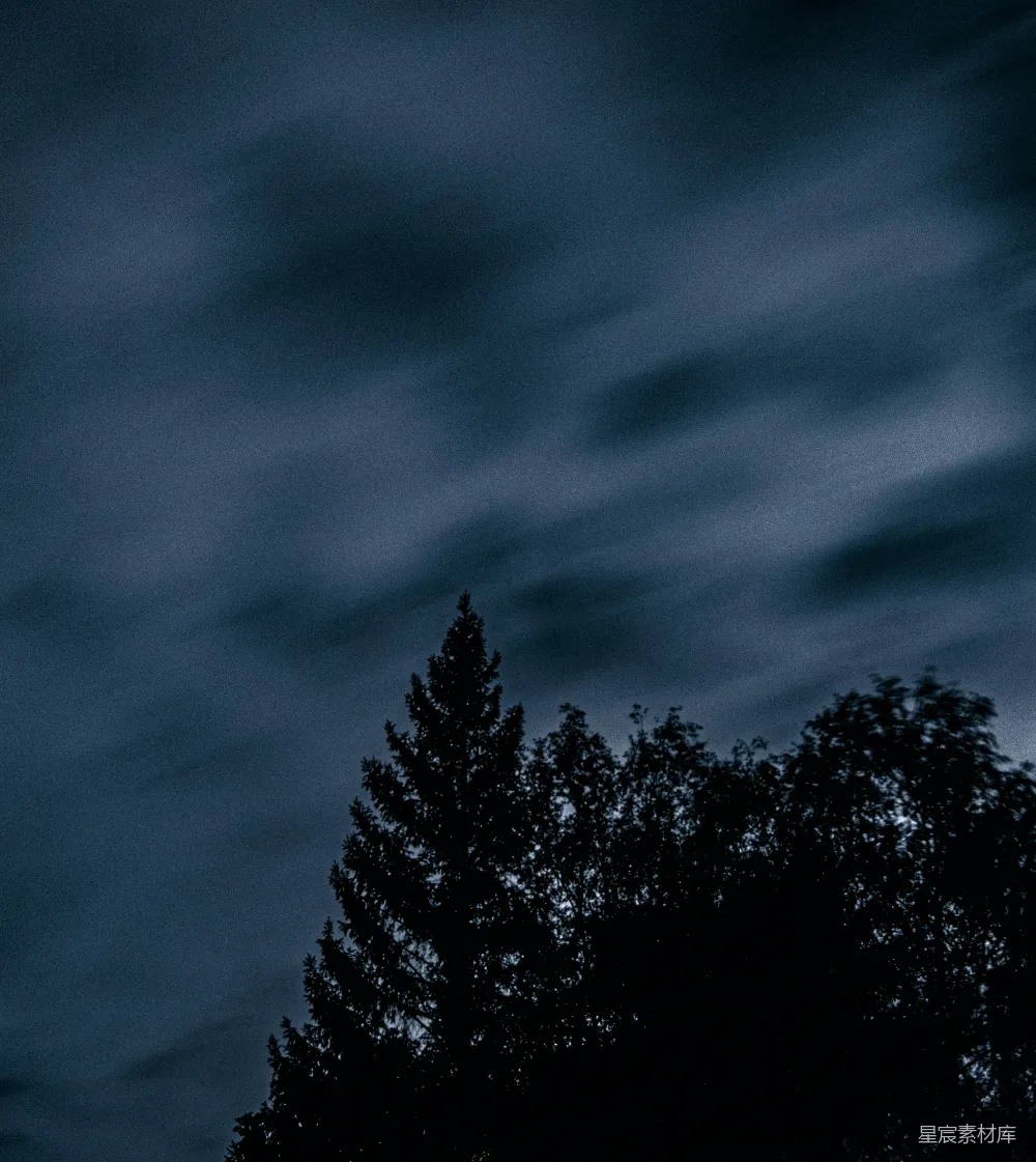 高清摄影 夜景 自然 树木 宁静 黑暗 夜幕下的树影