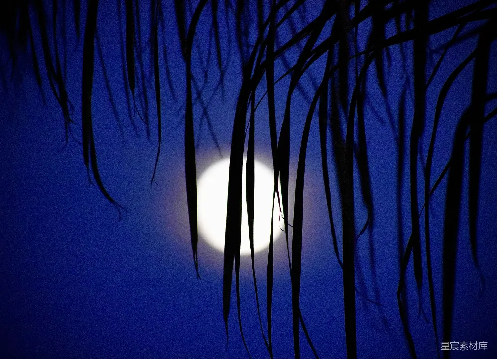 高清摄影 自然 夜晚 宁静 艺术 摄影 月光下的棕榈树剪影