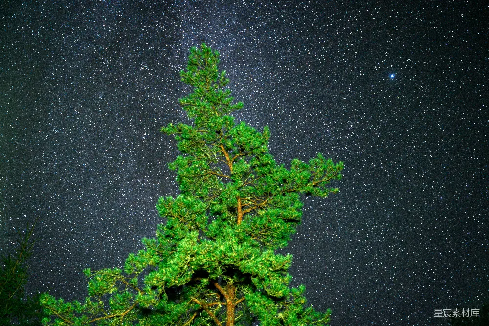 高清摄影 自然 夜景 星空 森林 宁静 夜空下的松树