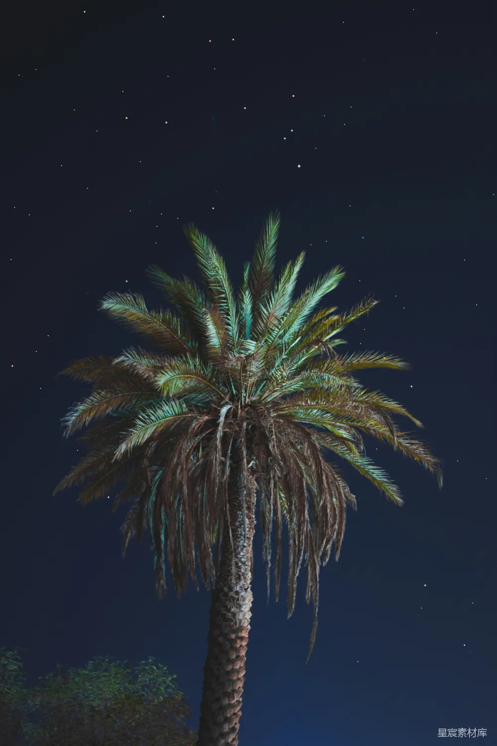 高清摄影 夜景 棕榈树 星空 自然 宁静 夜空下的棕榈树