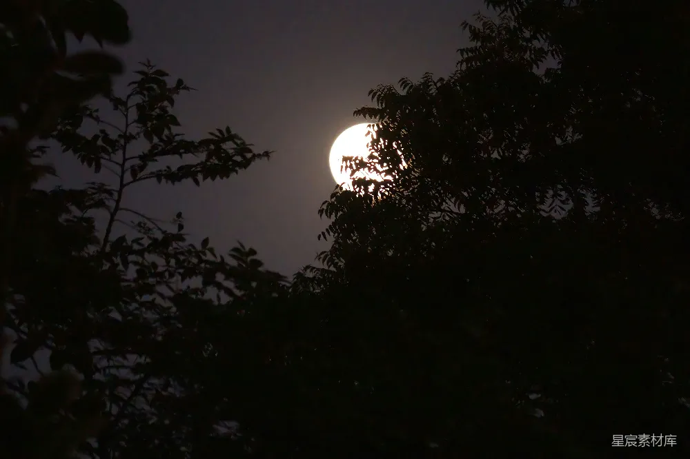 高清摄影 自然风光 月亮 夜景 树影 宁静 夜幕下的月亮与树影