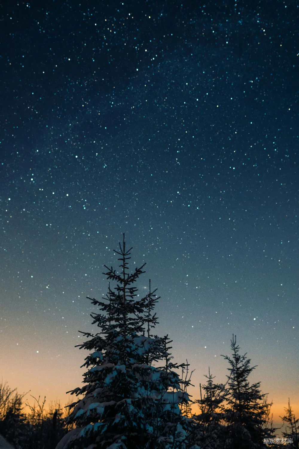 高清摄影 雪夜 星空 松树 自然 宁静 雪夜星空下的松树