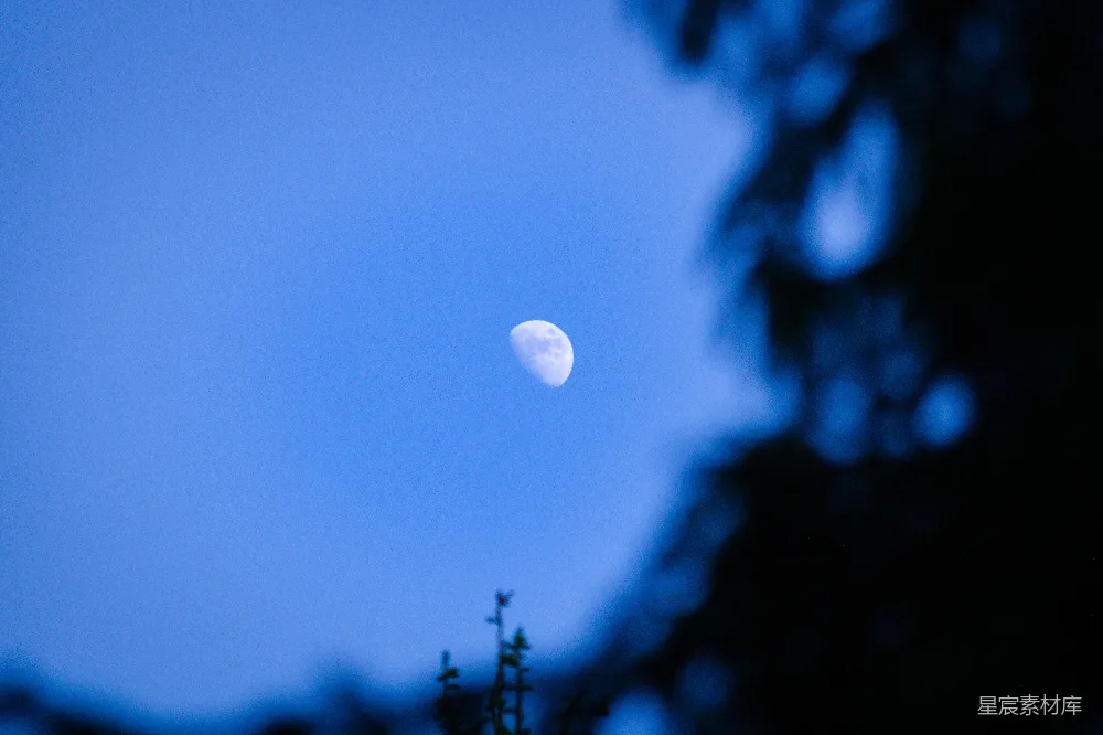 高清摄影 月亮 夜景 自然 宁静 月相 月夜下的树梢