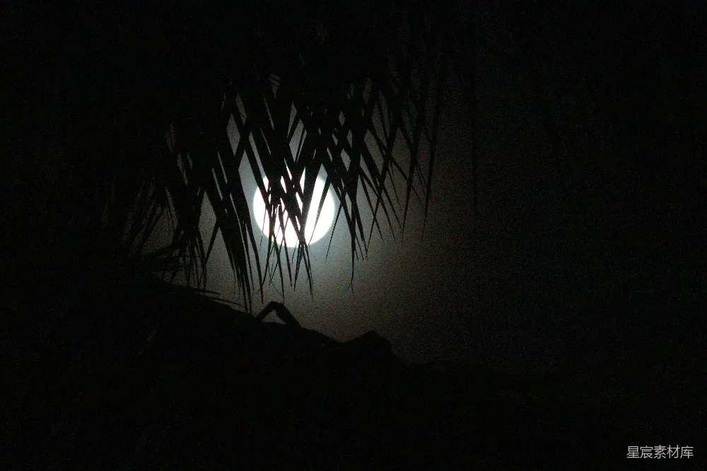高清摄影 月光 竹叶 夜晚 自然 宁静 月光穿过竹叶