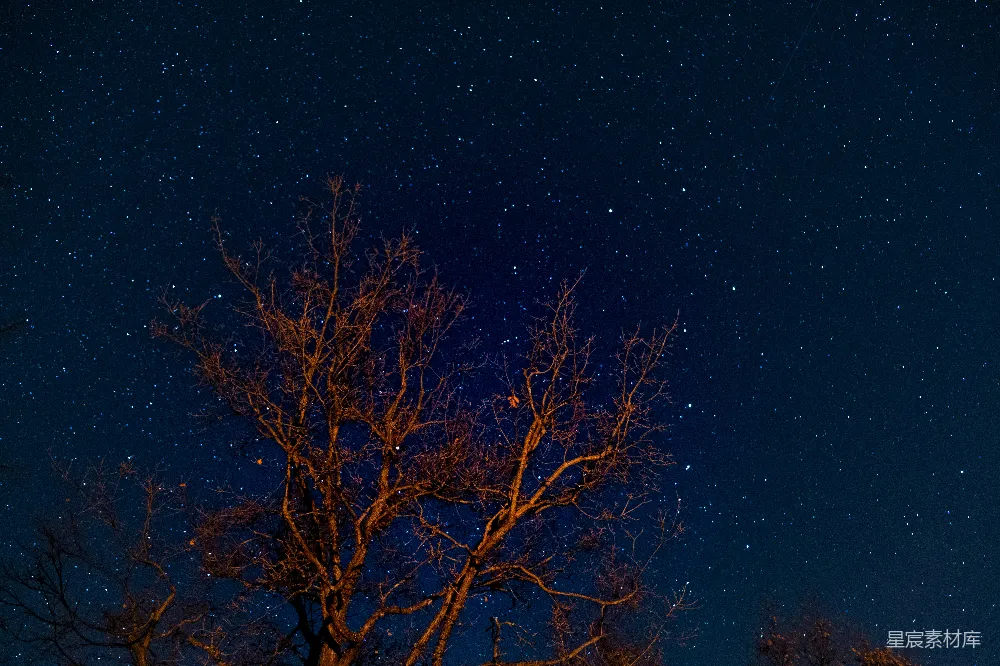 高清摄影 夜空 枯树 星空 自然 宁静 夜空下的枯树