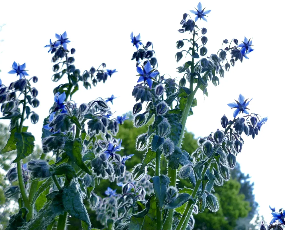 高清摄影 矢车菊 蓝色 自然 花卉 户外 蓝色花海：迷人的矢车菊