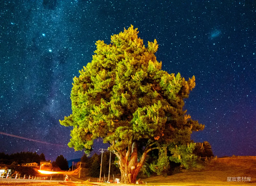 高清摄影 夜景 星空 自然 松树 宁静 夜空下的古老松树