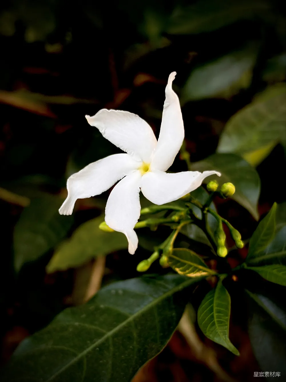 高清摄影 茉莉花 自然美 花卉摄影 清新 植物 茉莉花盛开