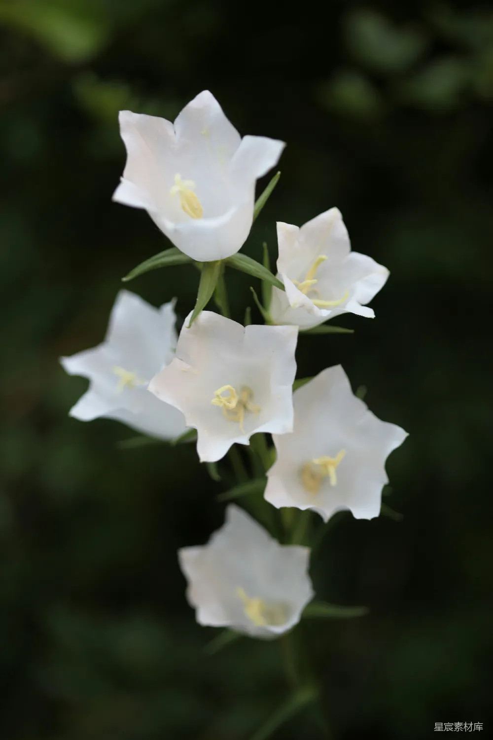 高清摄影 白色 风铃花 自然 花卉 春天 白色风铃花