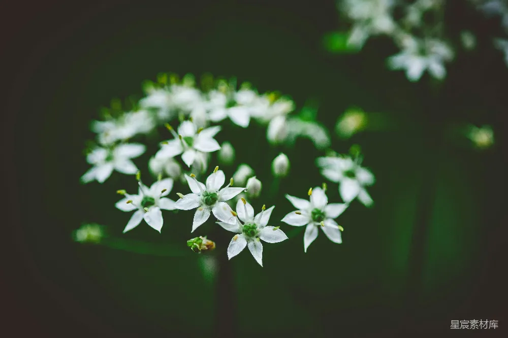 高清摄影 花朵 自然 清新 特写 花卉 清新自然的白色花朵特写