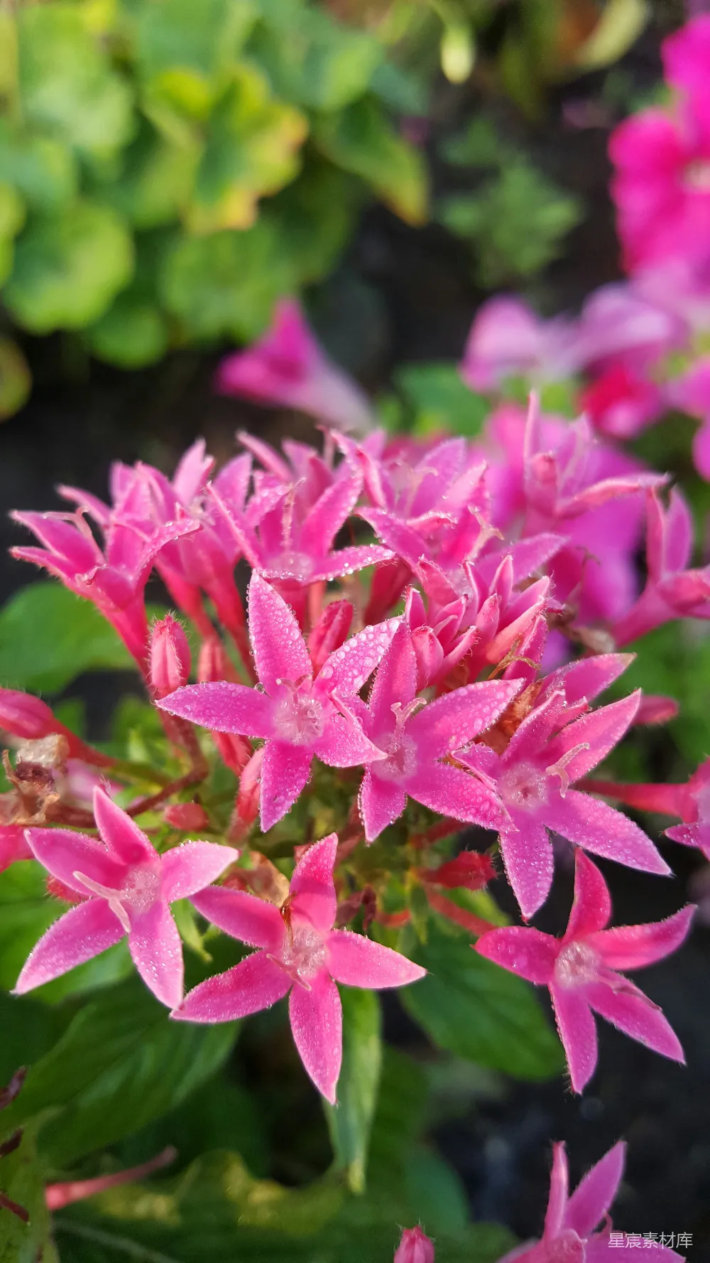 高清摄影 花朵 自然 露珠 粉红色 户外 露珠中的粉红色花朵