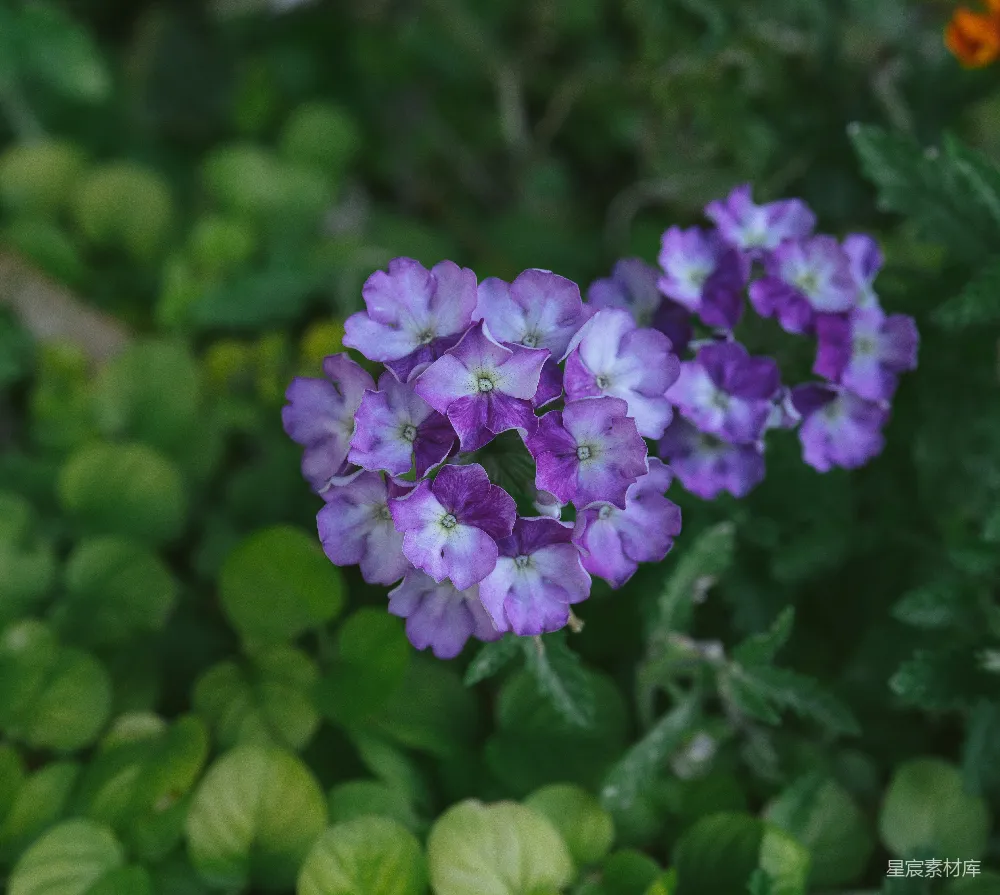 高清摄影 紫色花朵 自然风光 花卉摄影 植物 户外 紫色花朵的自然美