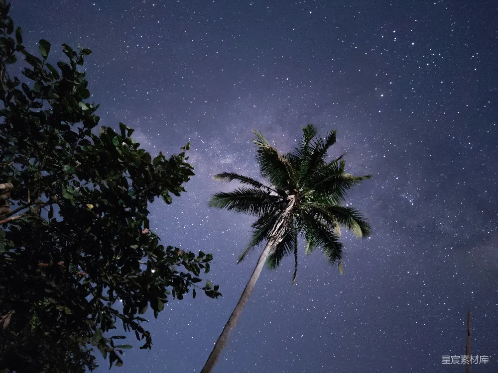 高清摄影 星空 椰树 自然 夜景 宁静 椰树下的星空