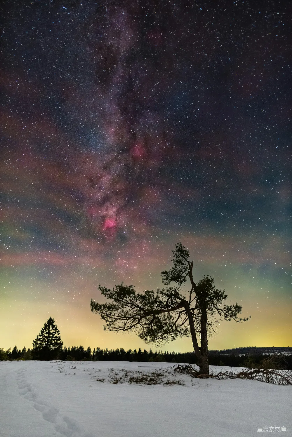高清摄影 星空 冬季 自然风光 夜景 孤独 冬夜星空下的松树