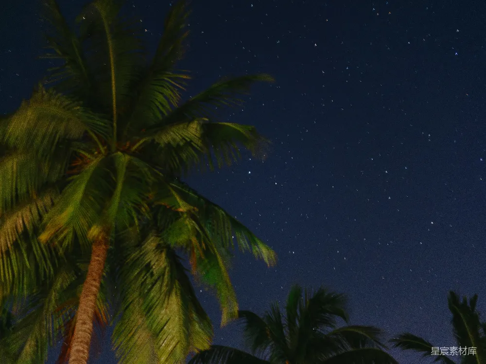 高清摄影 夜晚 星空 椰子树 自然 宁静 椰子树下的星空