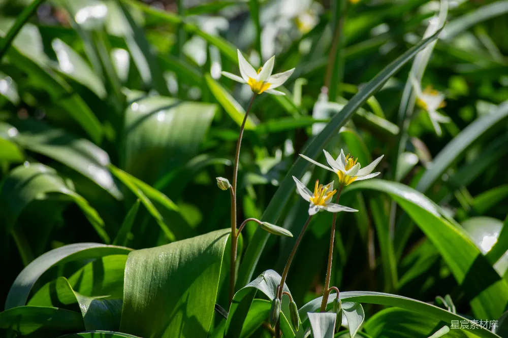 高清摄影 花朵 自然 阳光 生机 春天 阳光下的小花朵