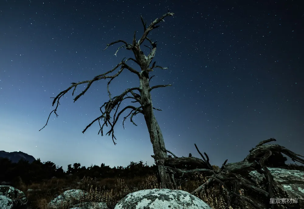 高清摄影 夜晚 枯树 星空 自然 宁静 枯树下的夜空