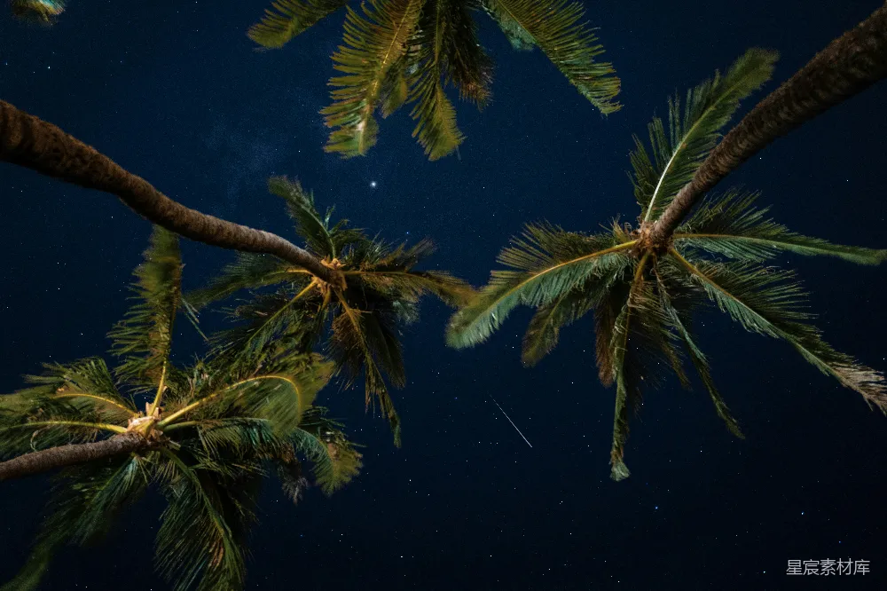 高清摄影 夜景 热带 星空 自然 宁静 夜空下的椰子树