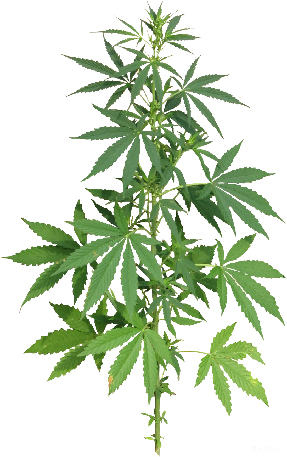 元素素材 元素 大麻