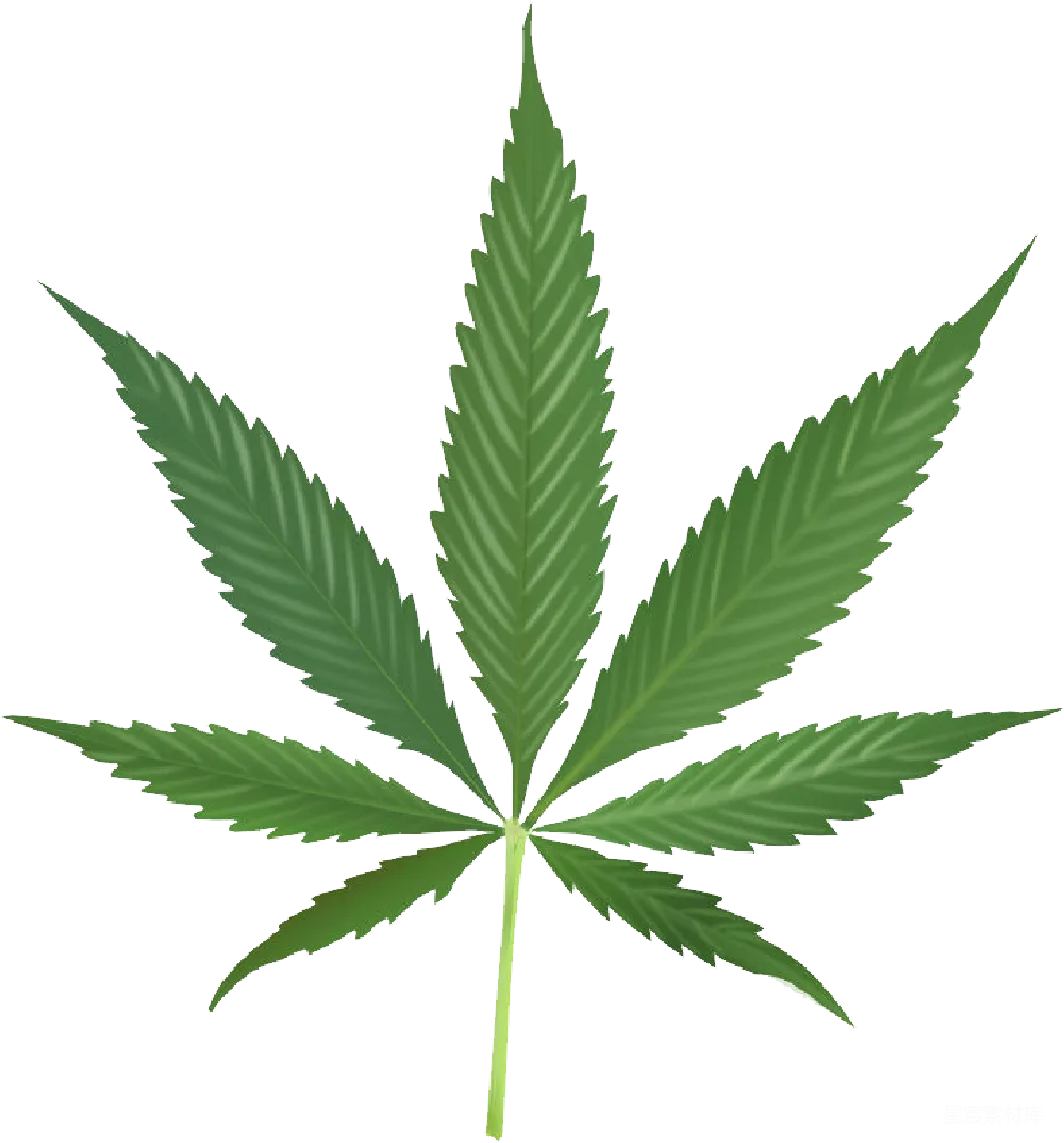 元素素材 大麻