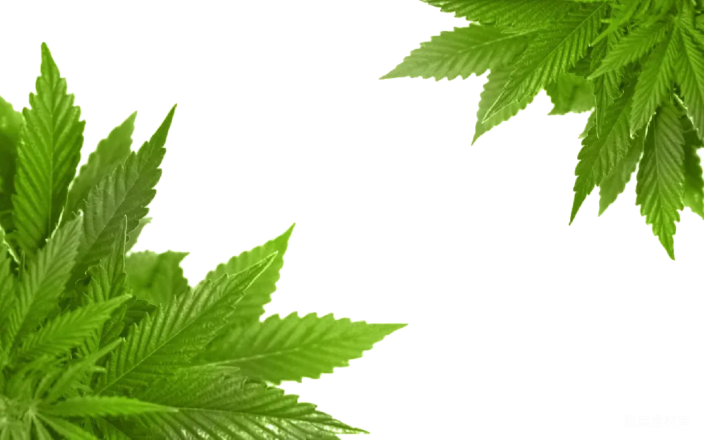 元素素材 元素 大麻