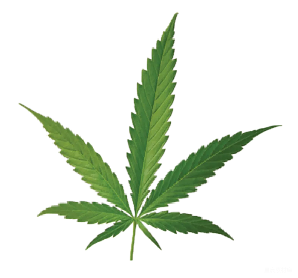元素素材 大麻