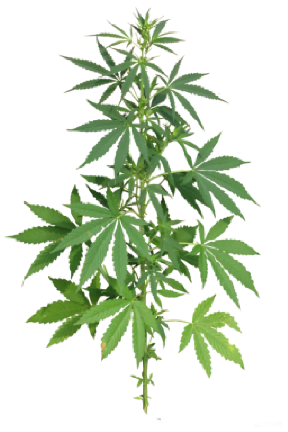 元素素材 大麻