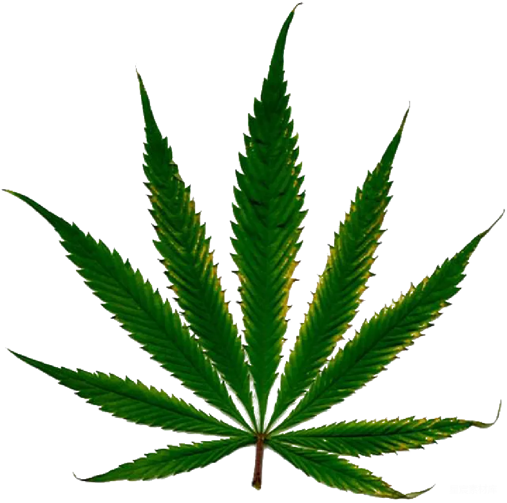 元素素材 大麻