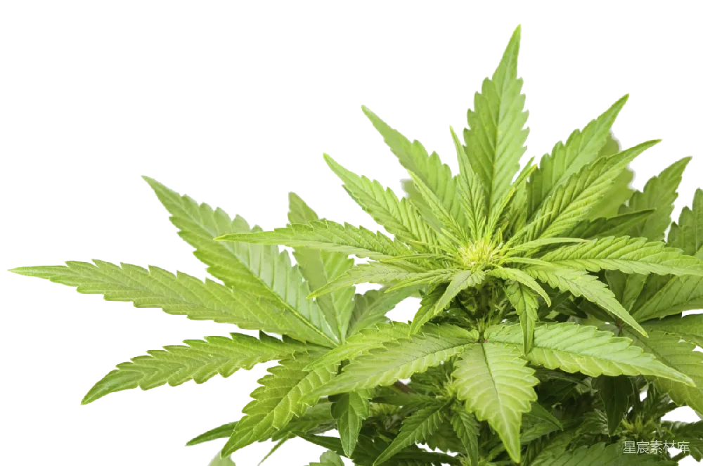 元素素材 大麻
