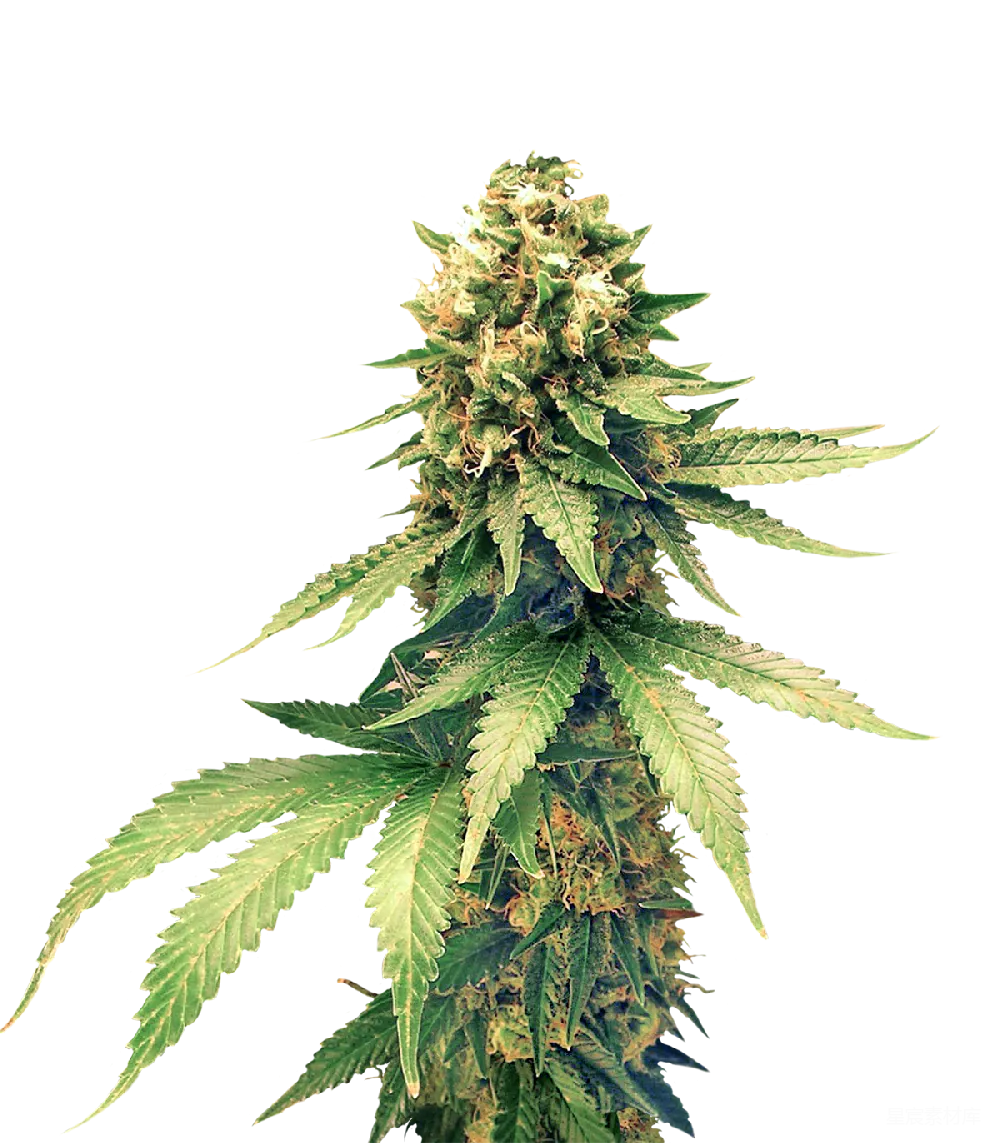 元素素材 元素 大麻