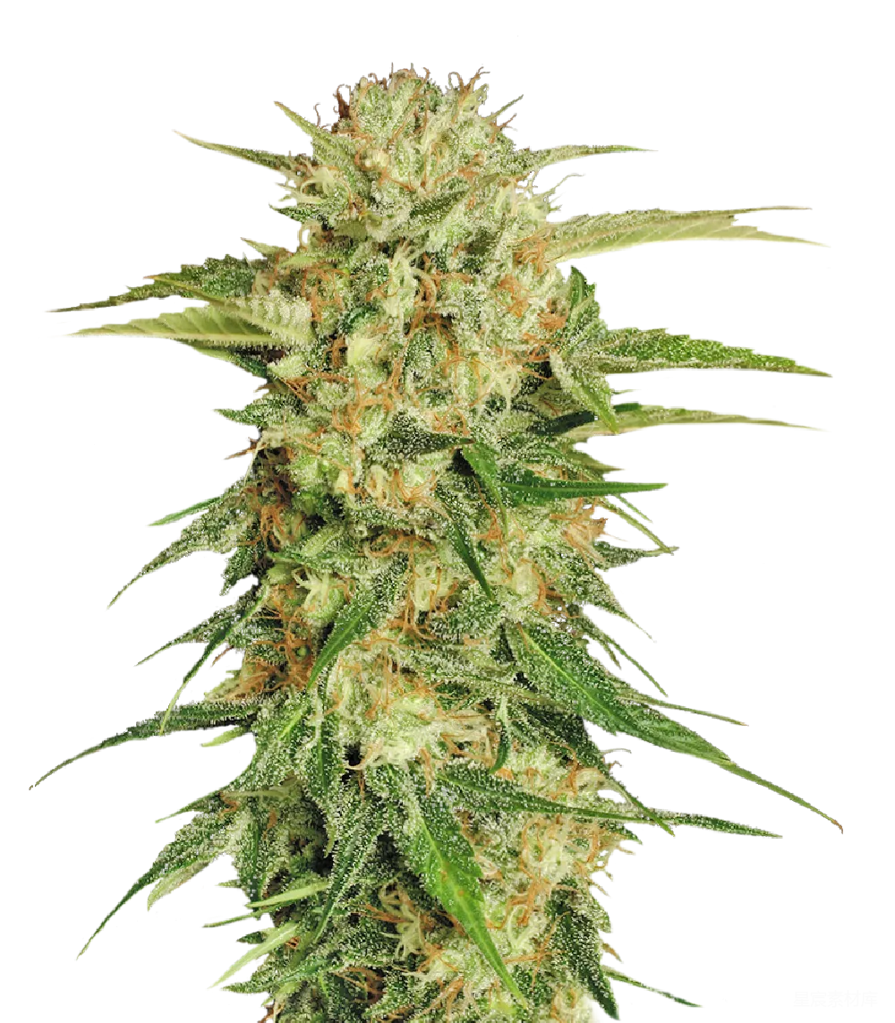 元素素材 大麻