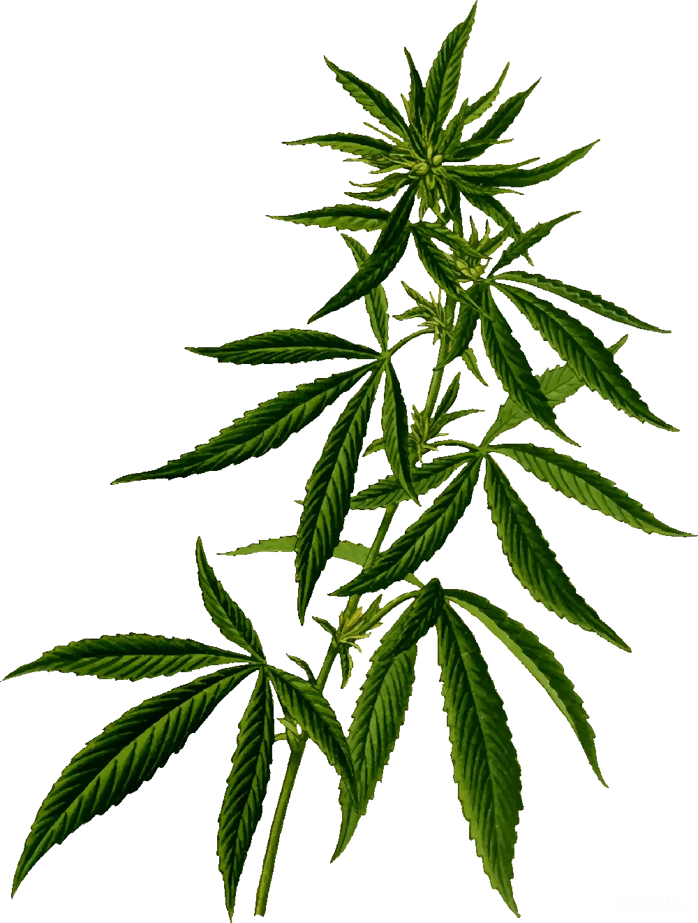 元素素材 大麻