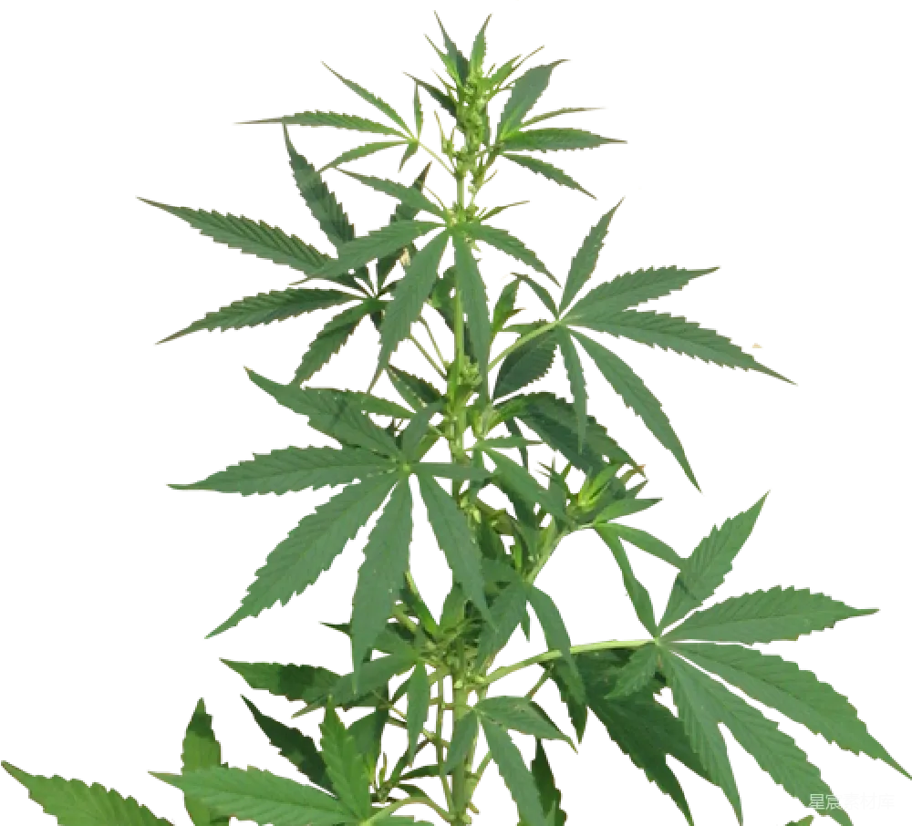 元素素材 元素 大麻