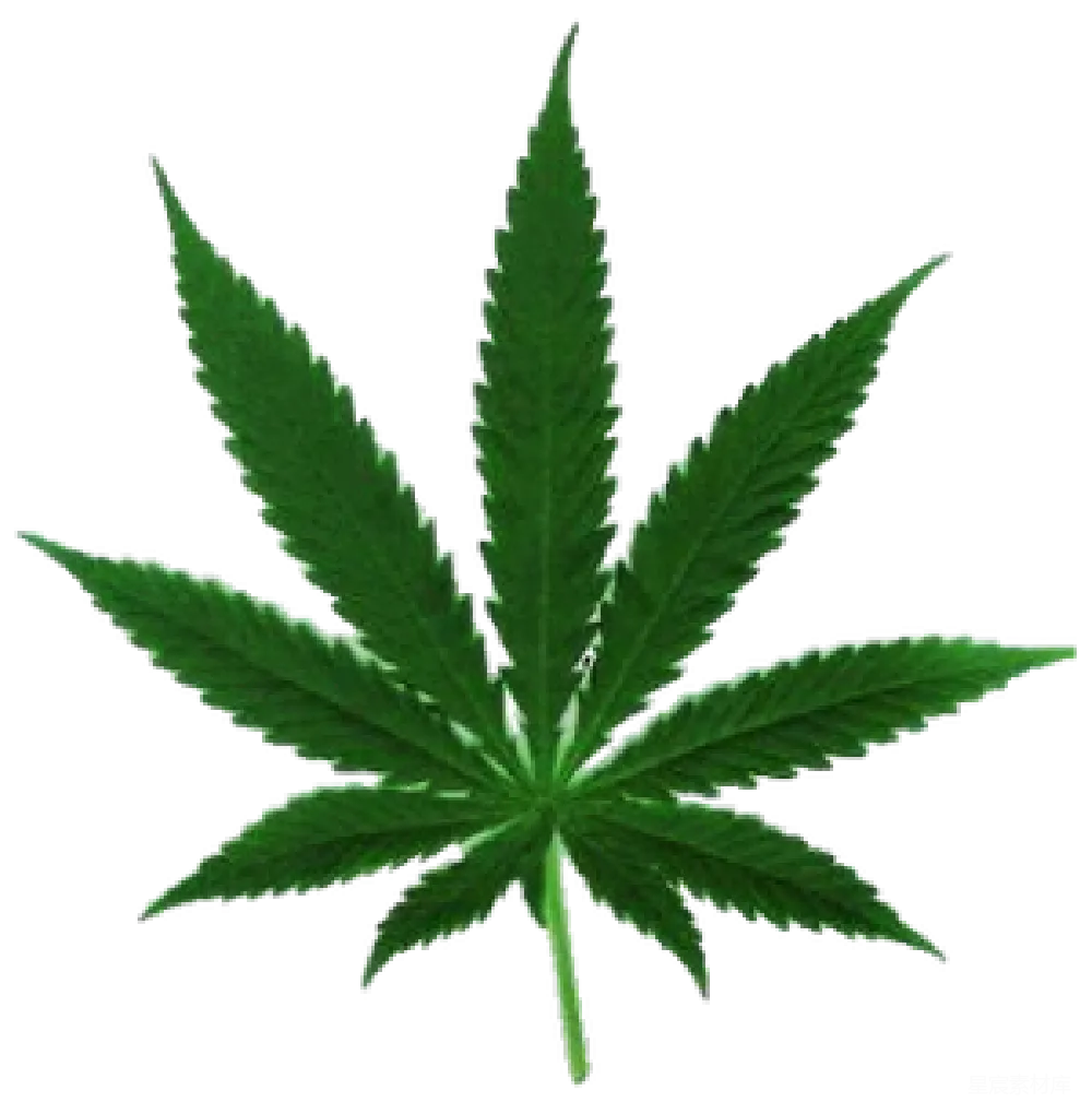 元素素材 大麻