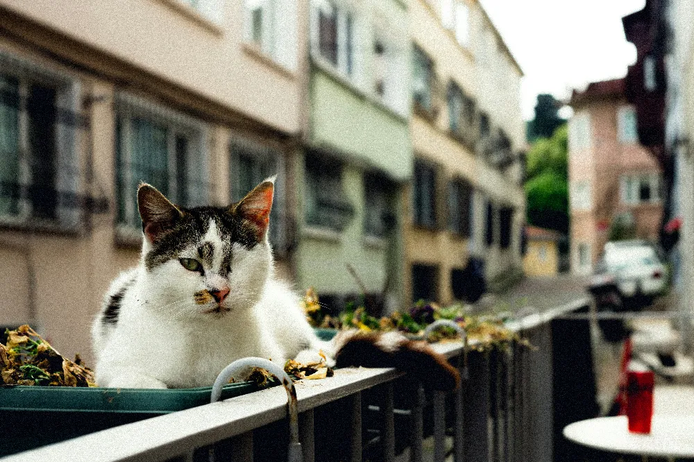 高清摄影 猫 城市 悠闲 阳台 生活 城市中的猫