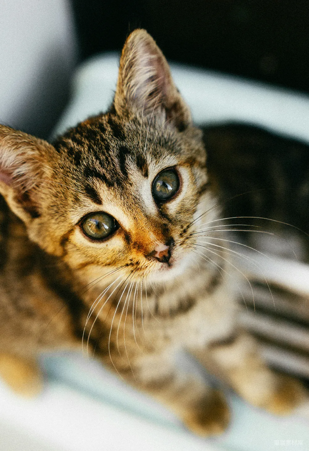 高清摄影 猫咪 特写 动物 可爱 自然 小猫咪的特写