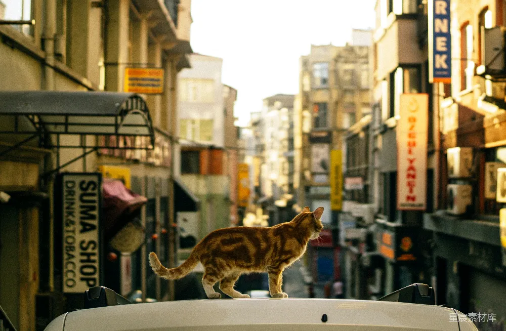 高清摄影 城市 猫咪 街道 温馨 日常生活 城市中的猫：探索与宁静