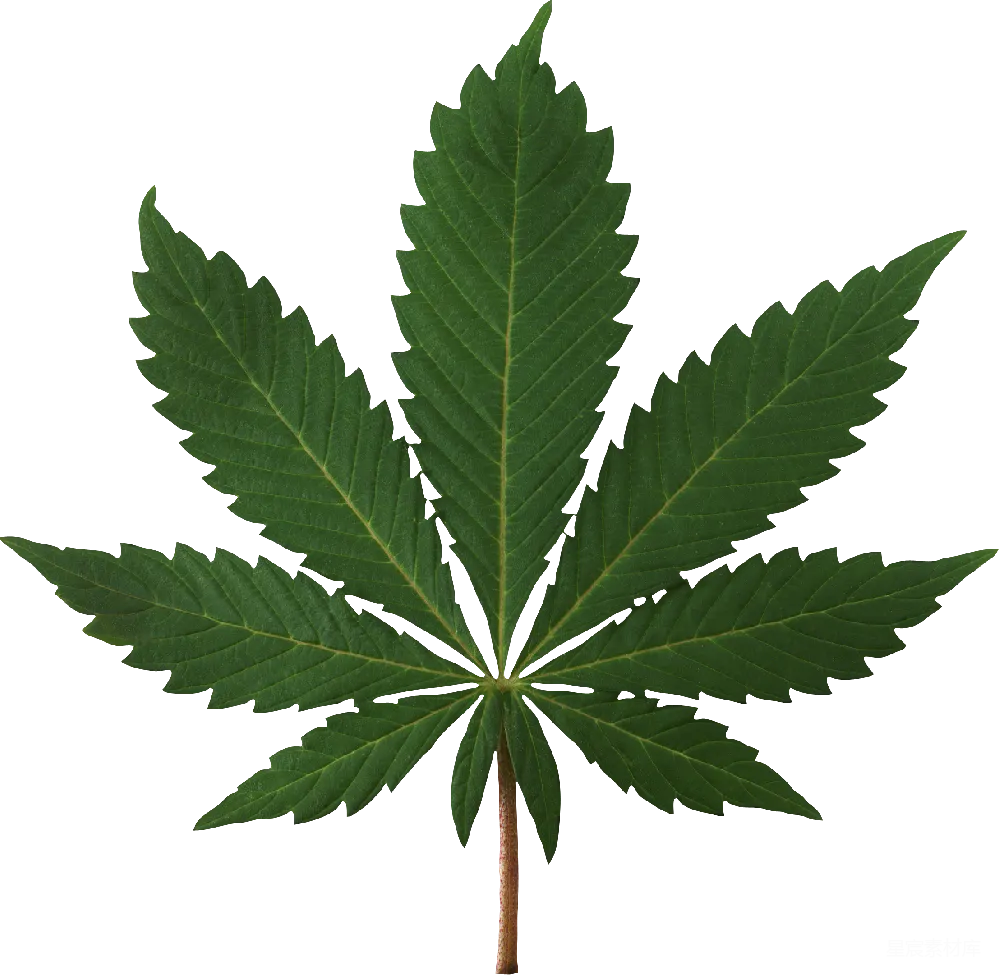 元素素材 元素 大麻
