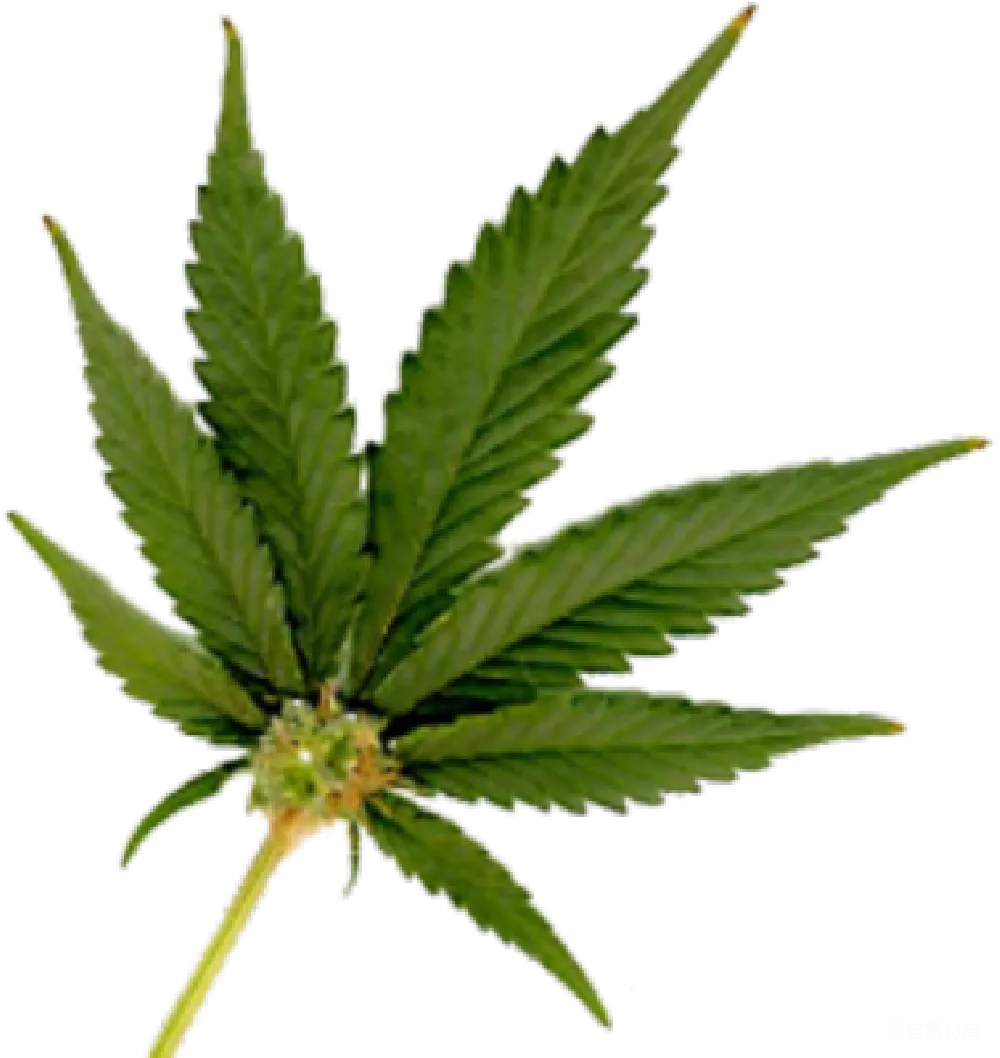 元素素材 大麻
