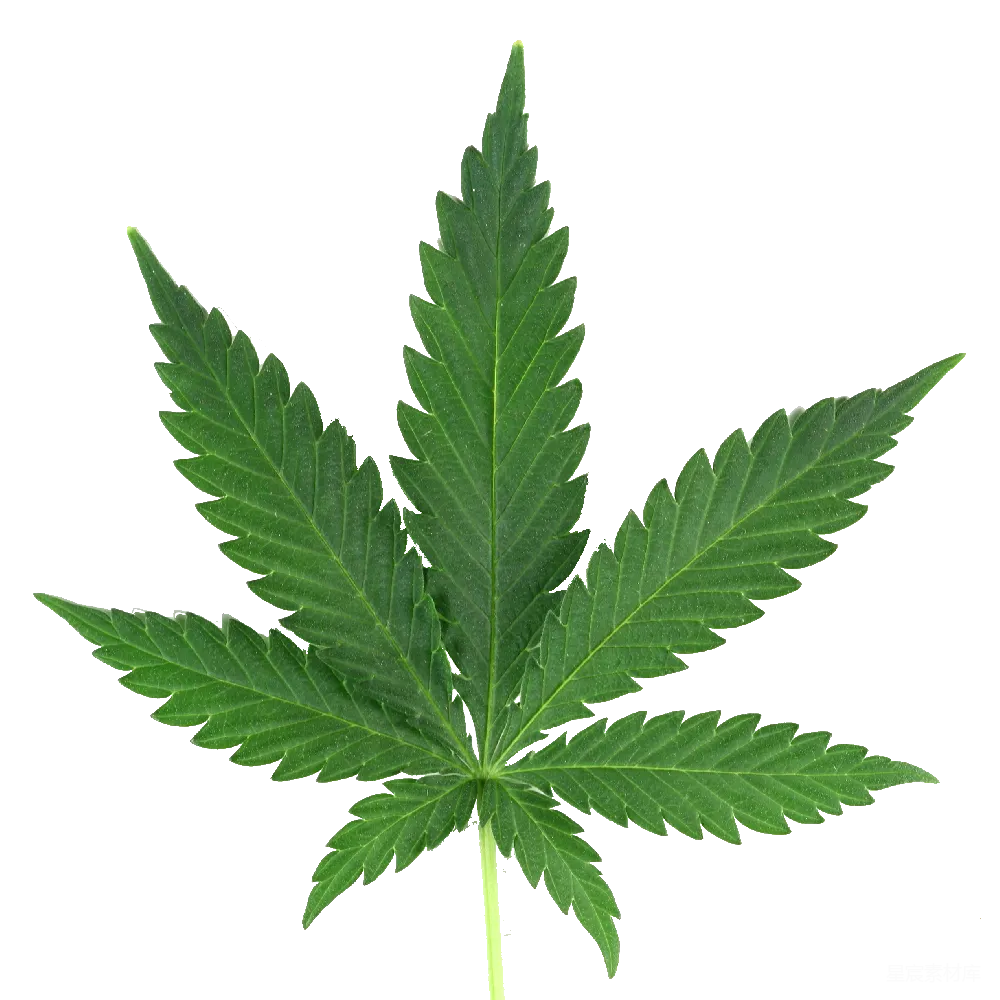 元素素材 大麻