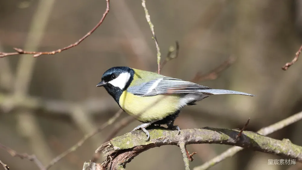 高清摄影 黄色白色斑驳的鸟栖息在棕色树干上