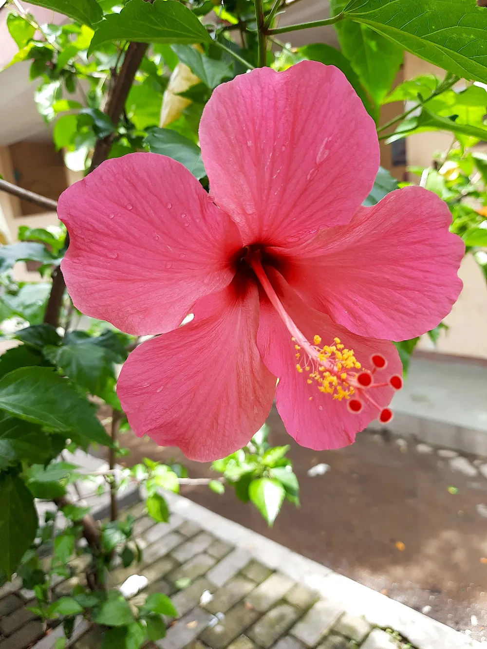 高清摄影 背景中一朵带绿叶的粉红色花朵。