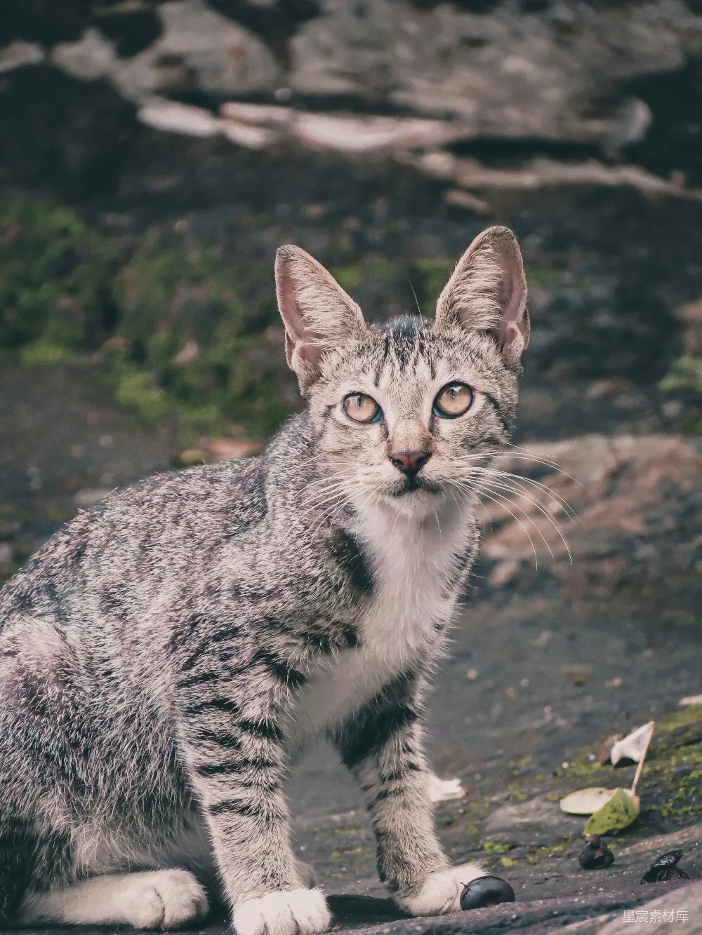高清摄影 小猫 岩石 自然 野生动物 可爱 岩石上的小猫