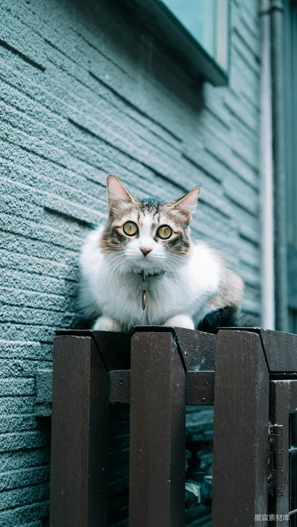 高清摄影 猫 木栅栏 户外 宠物 自然 猫在木栅栏上