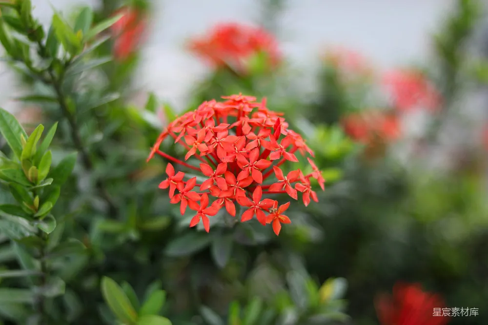 高清摄影 红花 自然 生机 花卉 户外 红花绽放，生机盎然