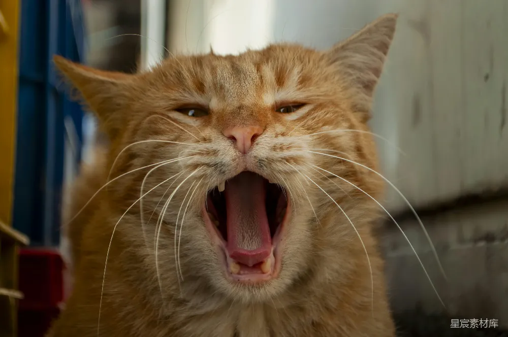 高清摄影 猫咪 打哈欠 萌宠 生活场景 动物 慵懒的猫咪打哈欠
