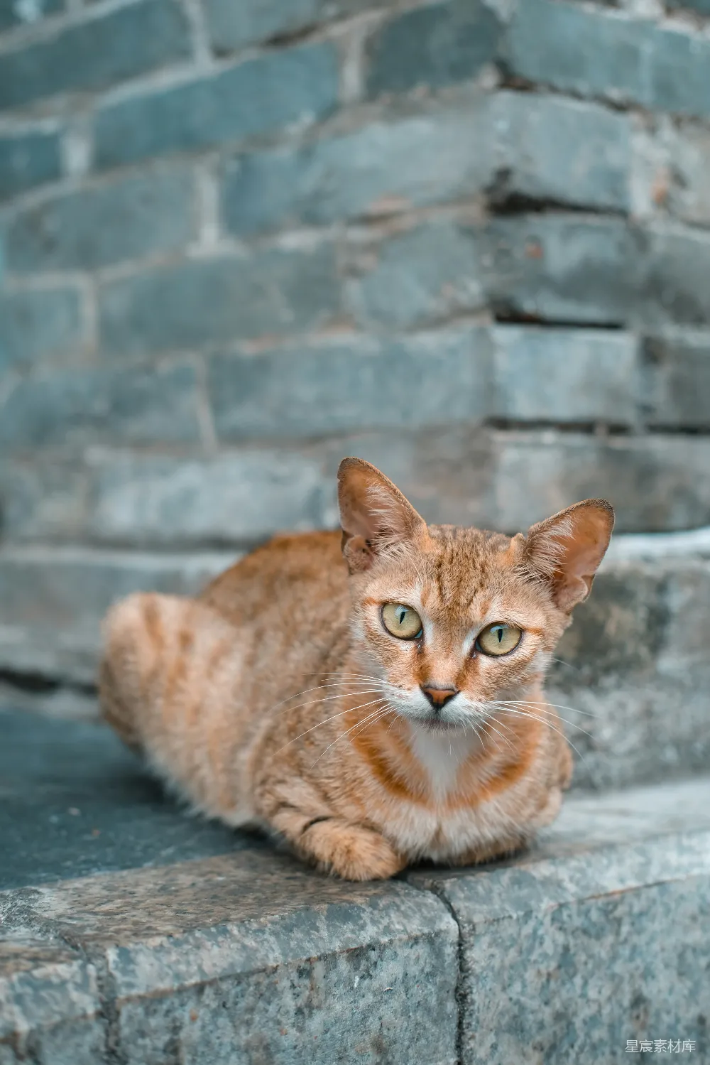 高清摄影 猫咪 户外 自然 静谧 宠物 石阶上的小猫